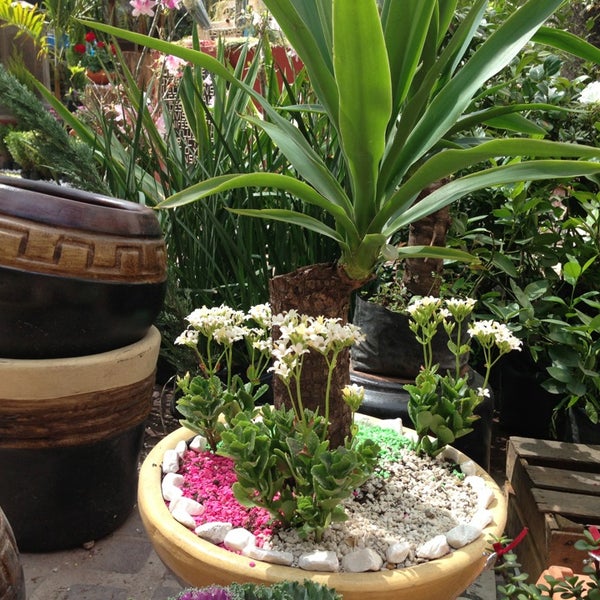 Jardin de las flores - Garden