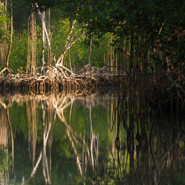 instead of doing the boat tours, get a kayak and explore the mangroves as the sun rises, this is what you'll hear: