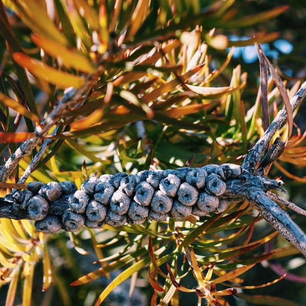 Springs Preserve Playground Las Vegas, NV