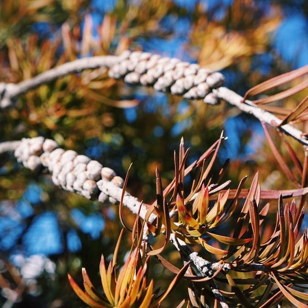 Springs Preserve Playground Las Vegas, NV