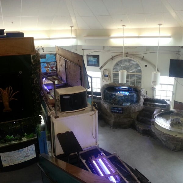 Roundhouse Marine Lab & Aquarium Sand Section 12 tips