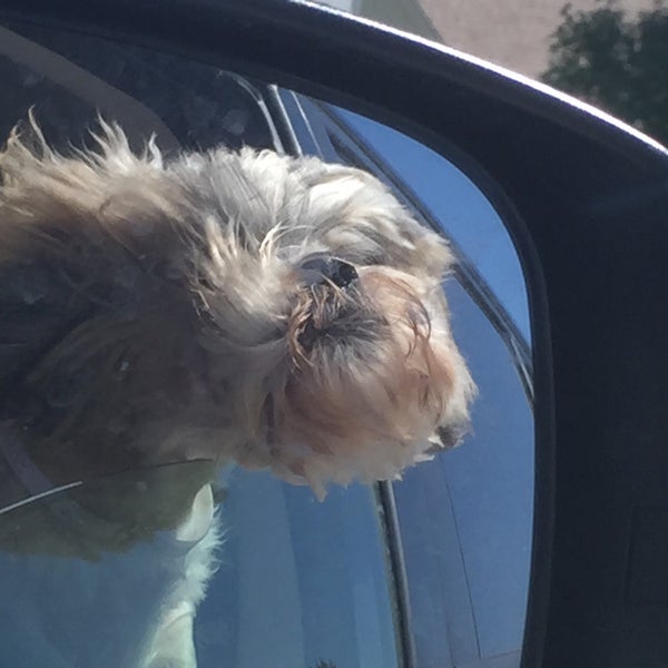 big bones dog rescue