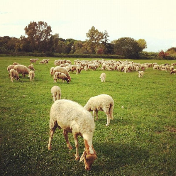 Das Foto wurde bei Parco Regionale dell&#39;Appia Antica von Paolo C. am 10/27/2012 aufgenommen