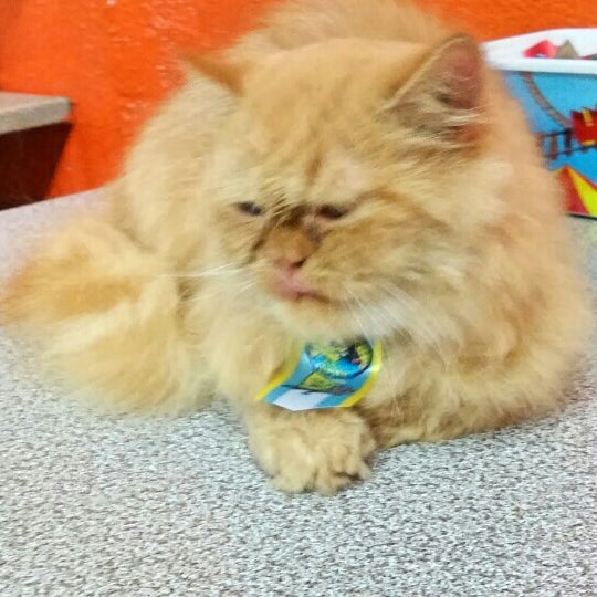 Вокзальная группа вива. Вива концерт. Гликопин 1 мг, таблетки №10. (1/2). Вива пет.