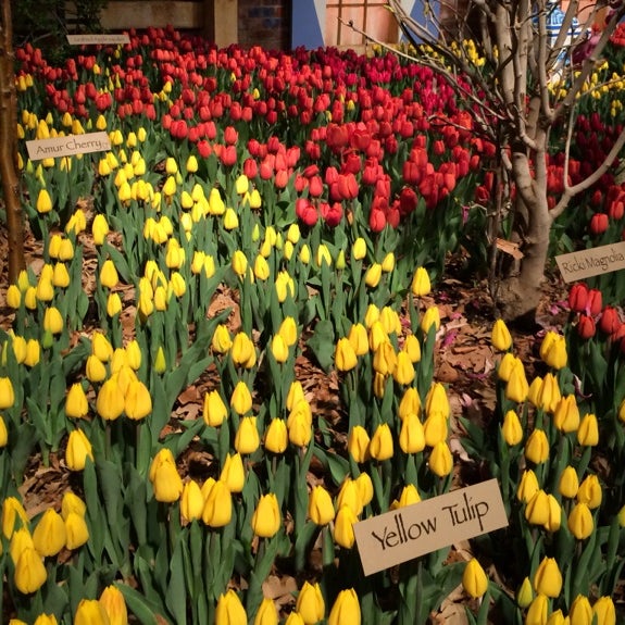 Macy's Flower Show 8th Floor (Now Closed) Downtown West Minneapolis, MN