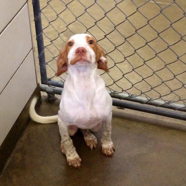 Souris Valley Animal Shelter 1 tip from 25 visitors