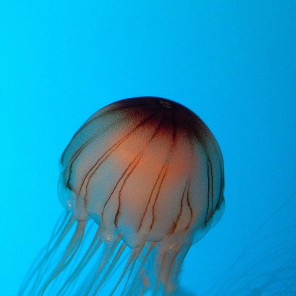4/20/2013에 Jeff T.님이 Monterey Bay Aquarium에서 찍은 사진