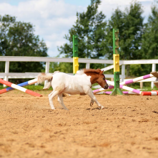 Немножко Мэджика. Жеребенок пони.:) Два месяца. http://westernhorse.ru