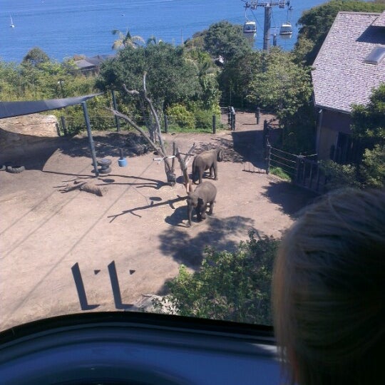 Sky Safari Taronga Zoo - Cable Car in Mosman Bay