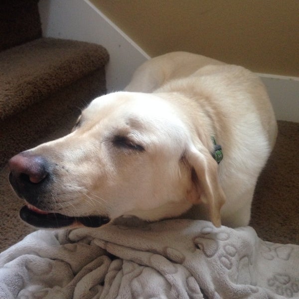 vca southeast animal hospital