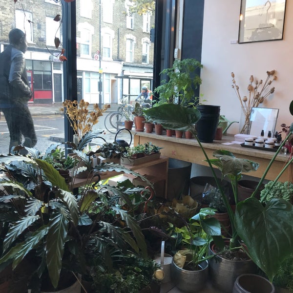 оранжерея цицина. ботаника сегодня. комната в стиле ботаника. ботаника в интерьере спальни. дендрарий ботанический сад москва.