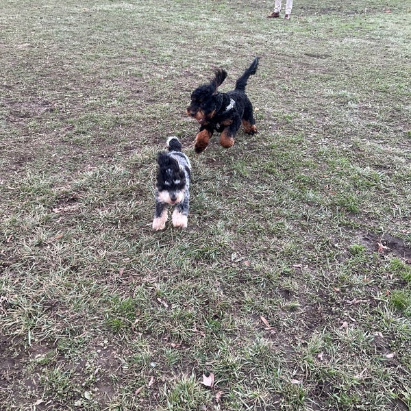 Cottle Dog Park Bronxville, NY