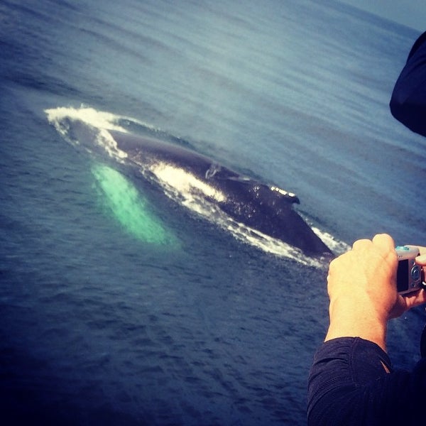 Foto scattata a Cape Ann Whale Watch da Zachary S. il 8/7/2014