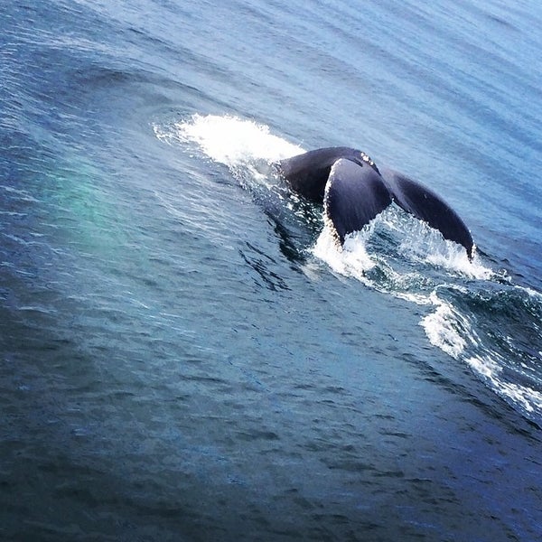 8/7/2014 tarihinde Zachary S.ziyaretçi tarafından Cape Ann Whale Watch'de çekilen fotoğraf