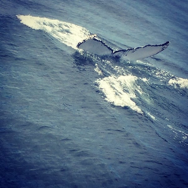 Photo prise au Cape Ann Whale Watch par Zachary S. le8/7/2014