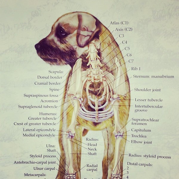 Photos at Brooklyn Veterinary Hospital Veterinarian in Brooklyn