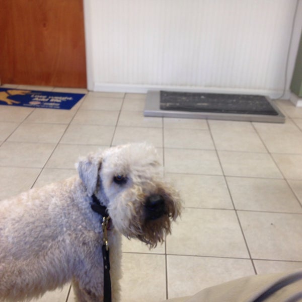 Brooklyn Veterinary Hospital Brooklyn'da Veteriner