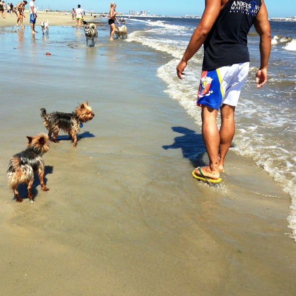Are Dogs Allowed On Nj Beaches