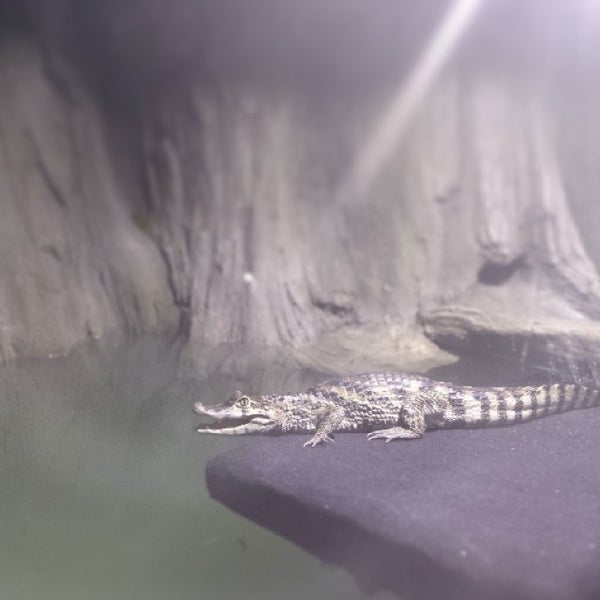 รูปภาพถ่ายที่ Austin Aquarium โดย Andrew C. เมื่อ 12/27/2013