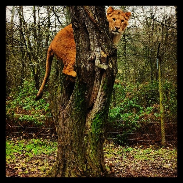 Photo taken at Knowsley Safari by Ian M. on 5/9/2013