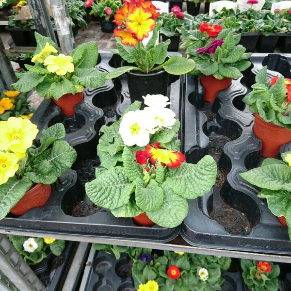 Hampsons Garden Centre Wakefield Fasci Garden