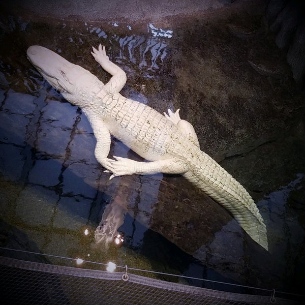 Photo taken at Claude the Albino Alligator by beno h. on 11/11/2020