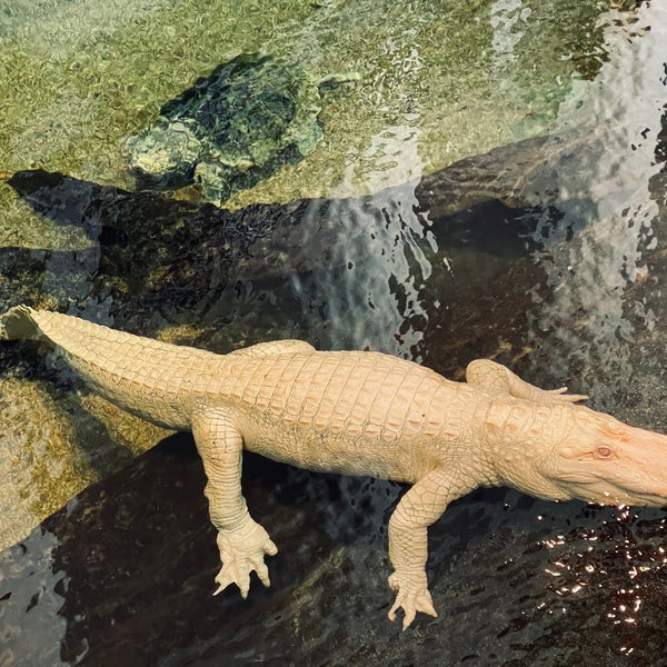Photo taken at Claude the Albino Alligator by beno h. on 3/28/2021