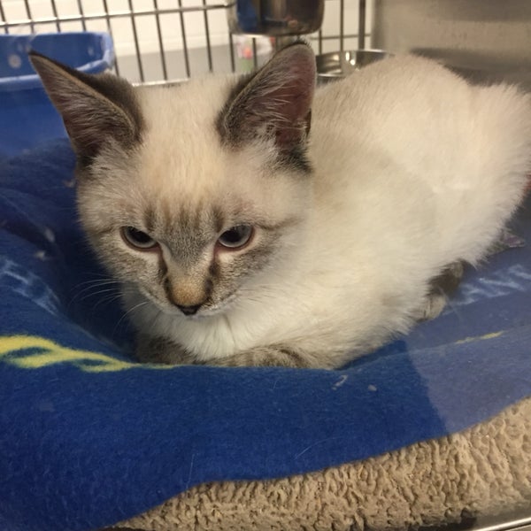 PetSmart South Salem 4 tips