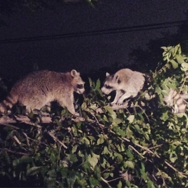 Rack Daddy's Pool Hall in Austin