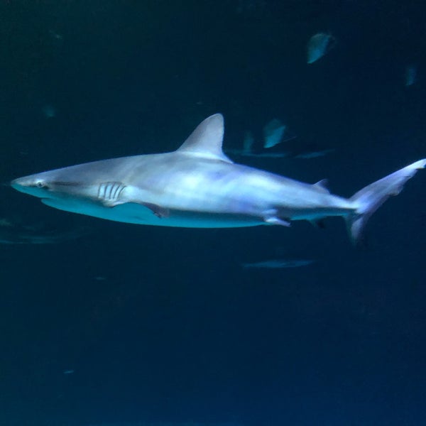 Foto tirada no(a) Shark Reef Aquarium por cosmicsupervoid em 9/27/2019