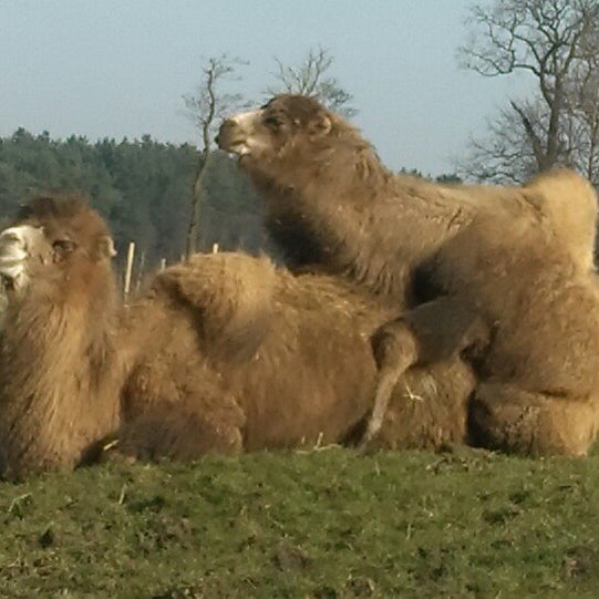 Photo taken at Knowsley Safari by Steven R. on 2/19/2013