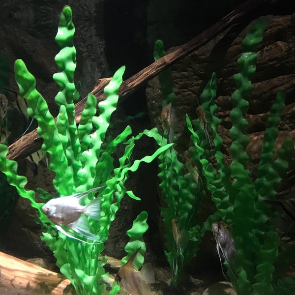 9/25/2019 tarihinde Abdiel N.ziyaretçi tarafından SEA LIFE Minnesota Aquarium'de çekilen fotoğraf