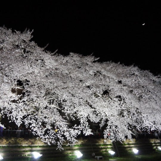 野川桜ライトアップ 調布 佐須町3 野川桜ライトアップ 調布 佐須町3