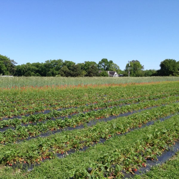 Cullipher Farm PungoBlackwater Virginia Beach, VA
