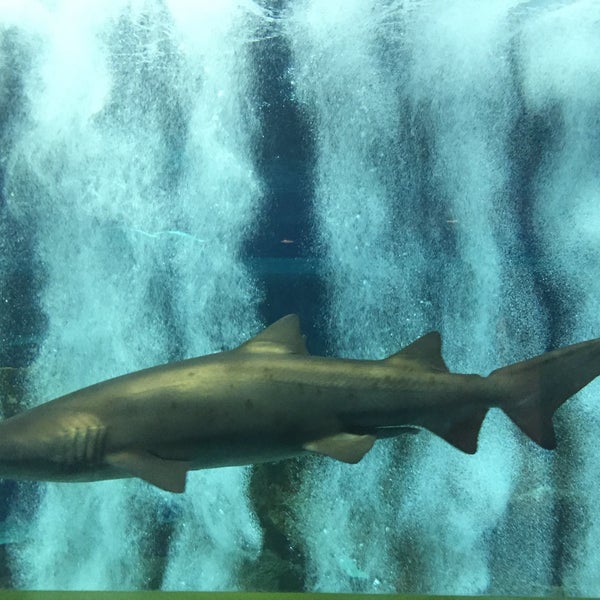 Foto tirada no(a) OdySea Aquarium por Shannon S. em 8/7/2018