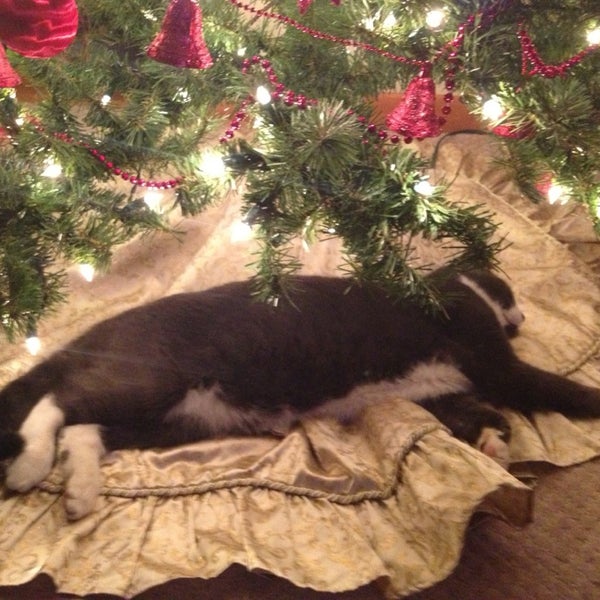 PetSmart Clifton Park, NY'da fotoğraflar