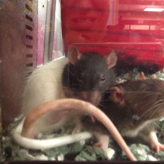 PetSmart Clifton Park, NY'da fotoğraflar