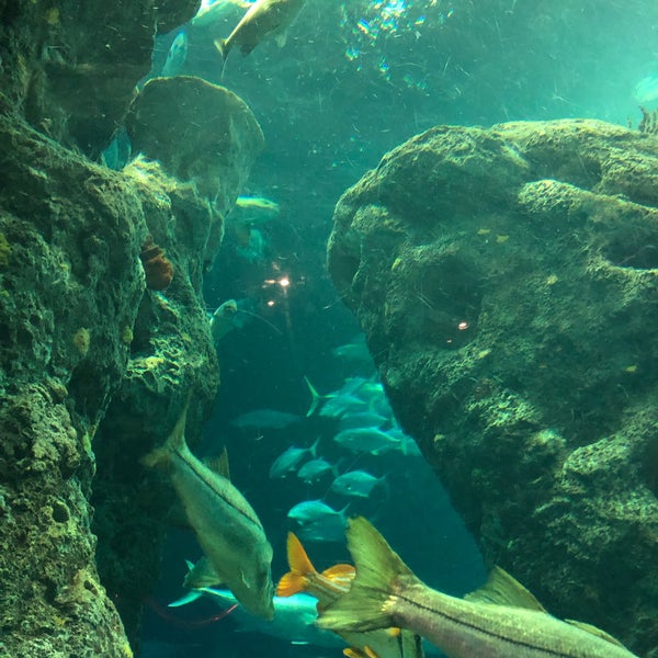 Photos at South Carolina Aquarium Downtown Charleston 100 Aquarium