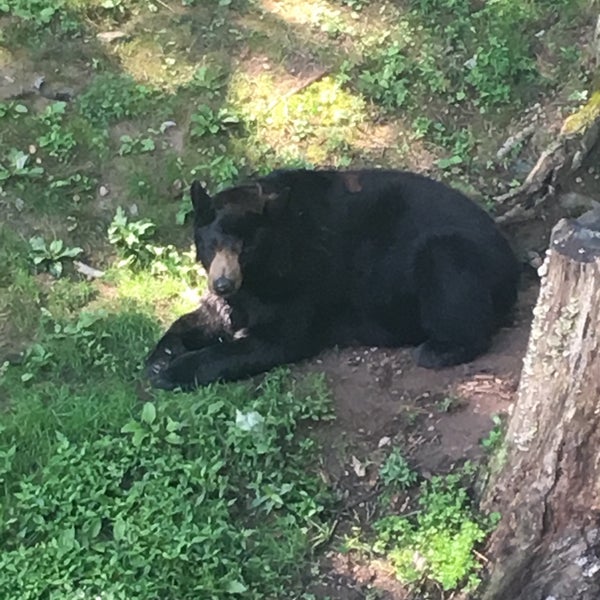 8/5/2019 tarihinde Dee C.ziyaretçi tarafından Western North Carolina Nature Center'de çekilen fotoğraf