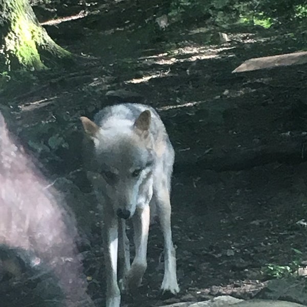 Foto diambil di Western North Carolina Nature Center oleh Dee C. pada 8/5/2019