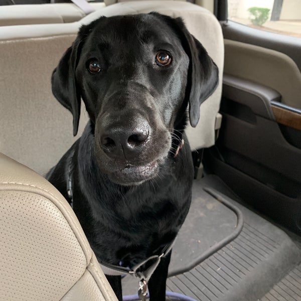 petco unleashed powell