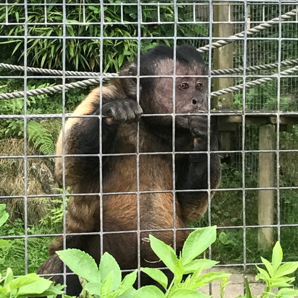 The Monkey Sanctuary Zoo in Looe