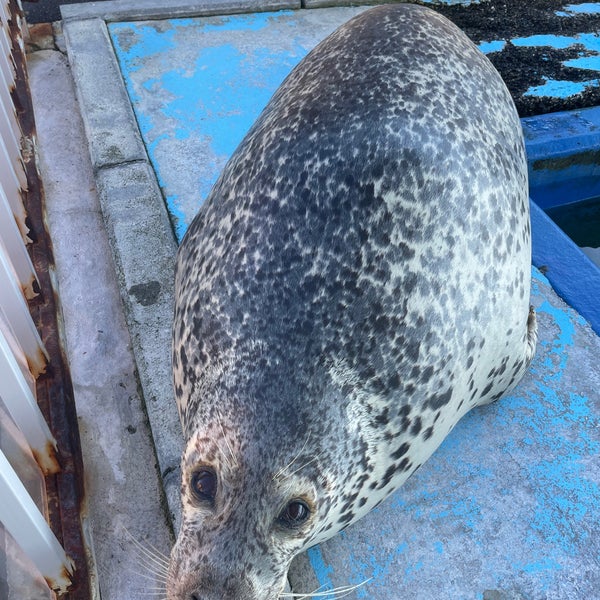 アザラシシーパラダイス 1 Tavsiye Da Fotograflar