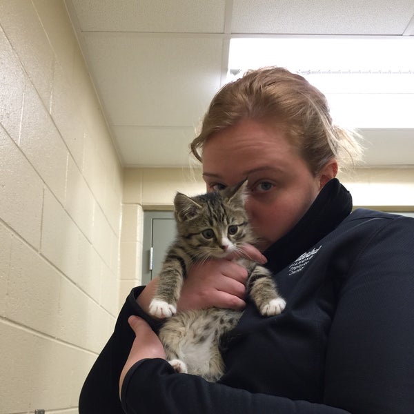 kent county animal shelter kent county animal shelter