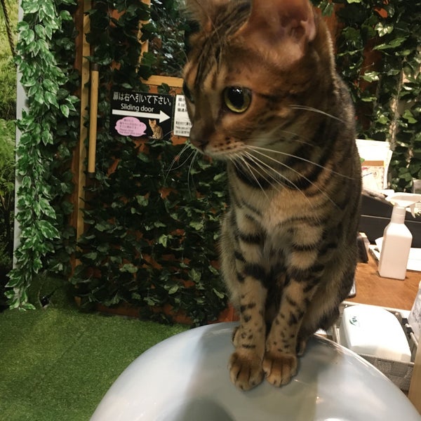 Photos At 倉敷ヒョウ猫の森 Cafe