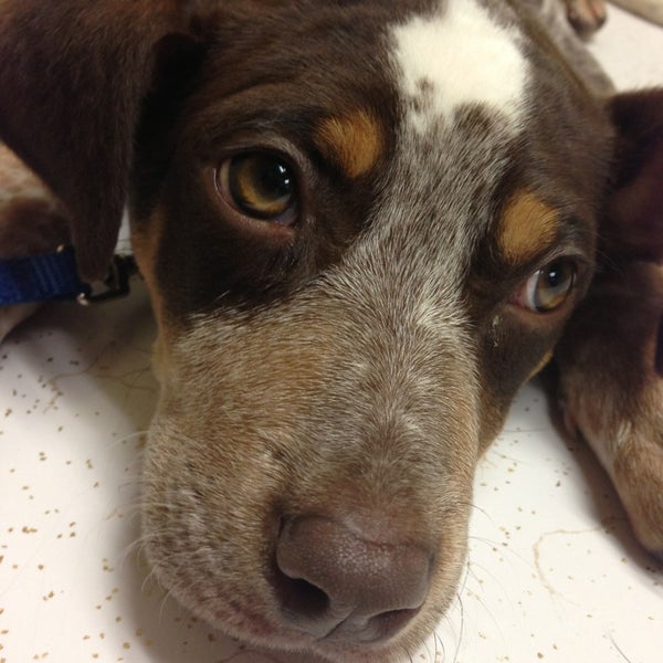 24+ Rock Knoll Animal Hospital