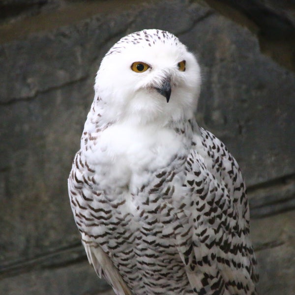フクロウ Zoo Exhibit In 台東区
