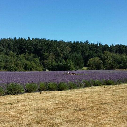 รูปภาพถ่ายที่ Pelindaba Lavender Farm โดย Peter S. เมื่อ 7/21/2013