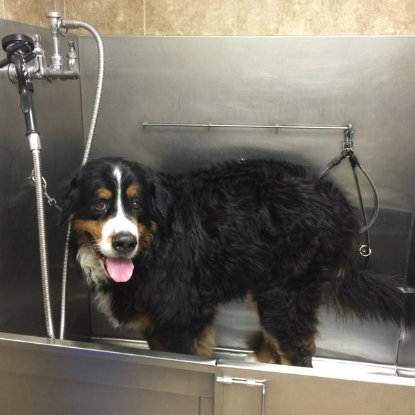 Chow hound dog wash discount