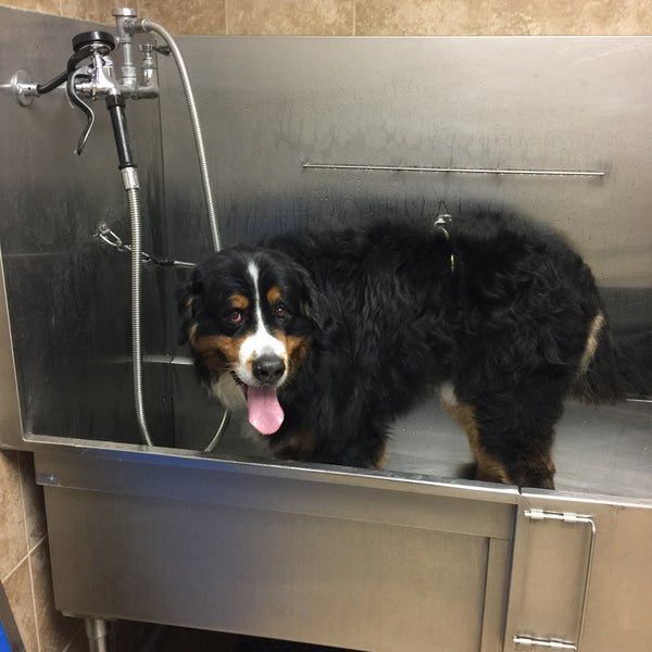Chow hound sale dog wash